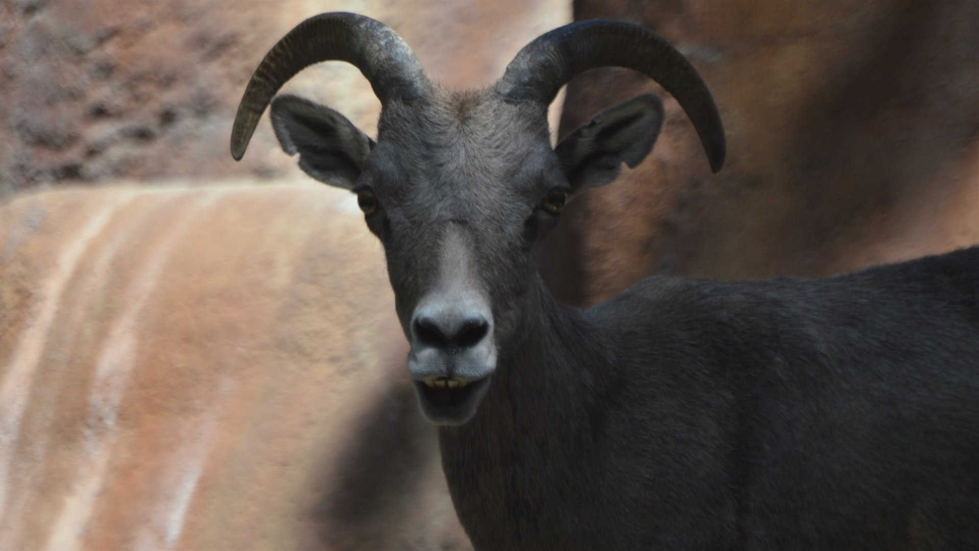 Ovis canadensis nelsoni