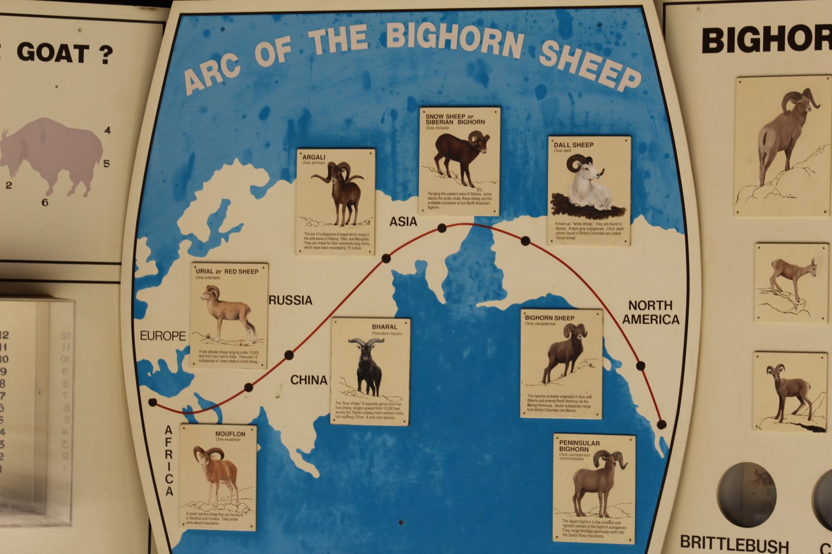 Ovis Evolutionary Chart