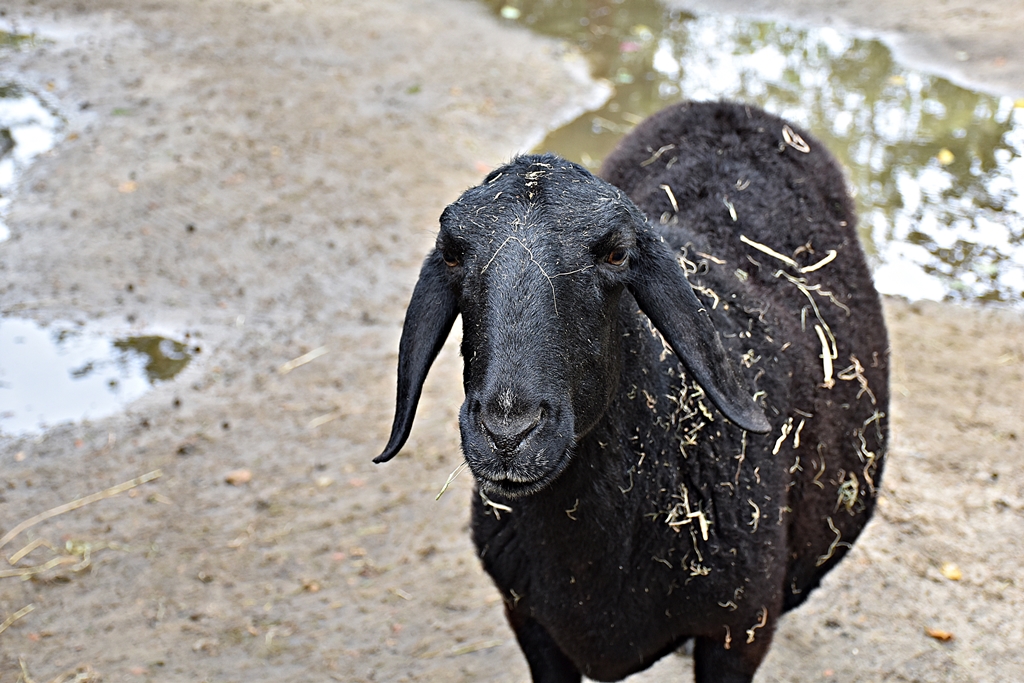 Ovis orientalis f. aries