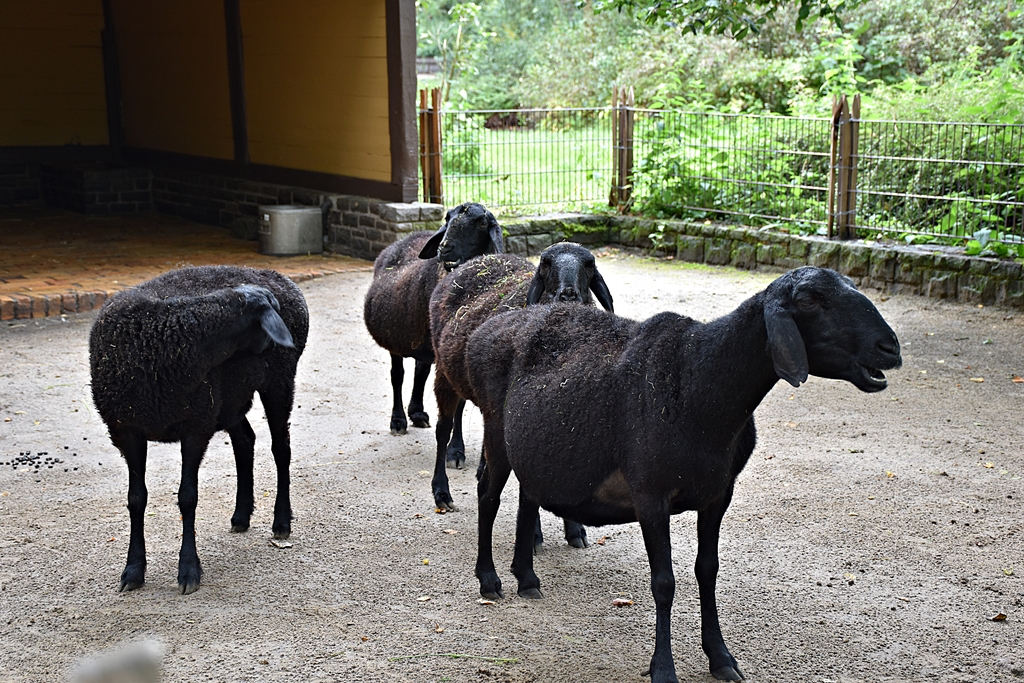 Ovis orientalis f. aries