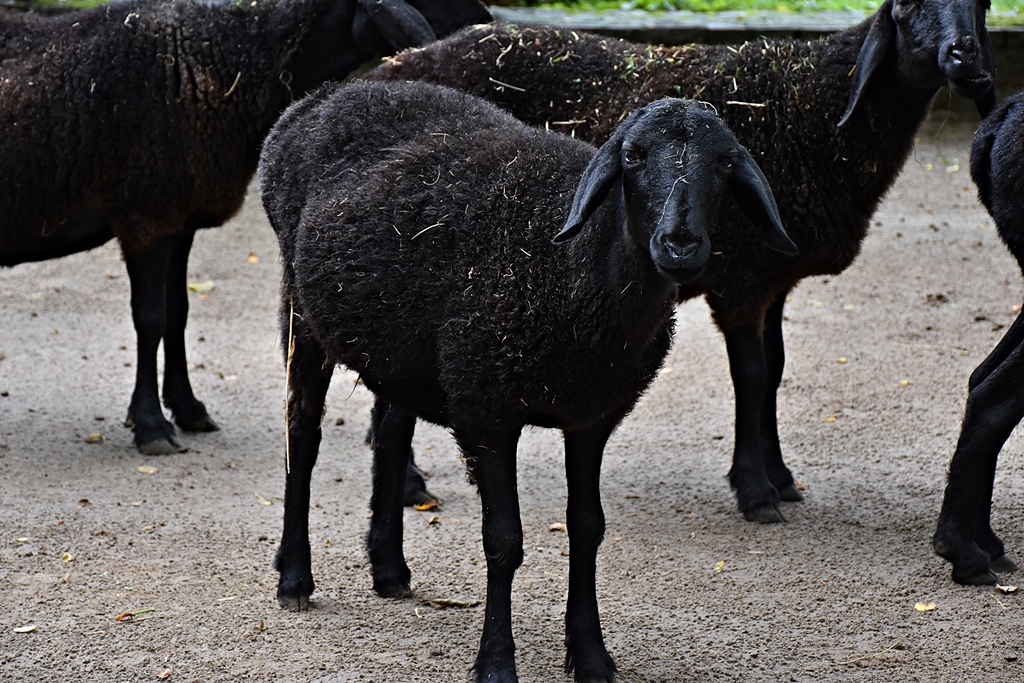 Ovis orientalis f. aries
