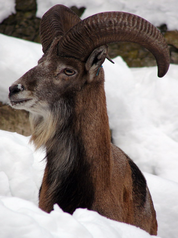 Ovis vignei bochariensis  / Tadjik Urial