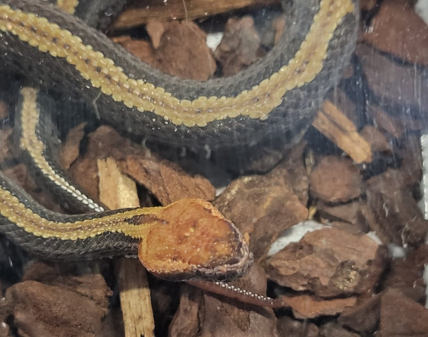 Ovophis makazayazaya