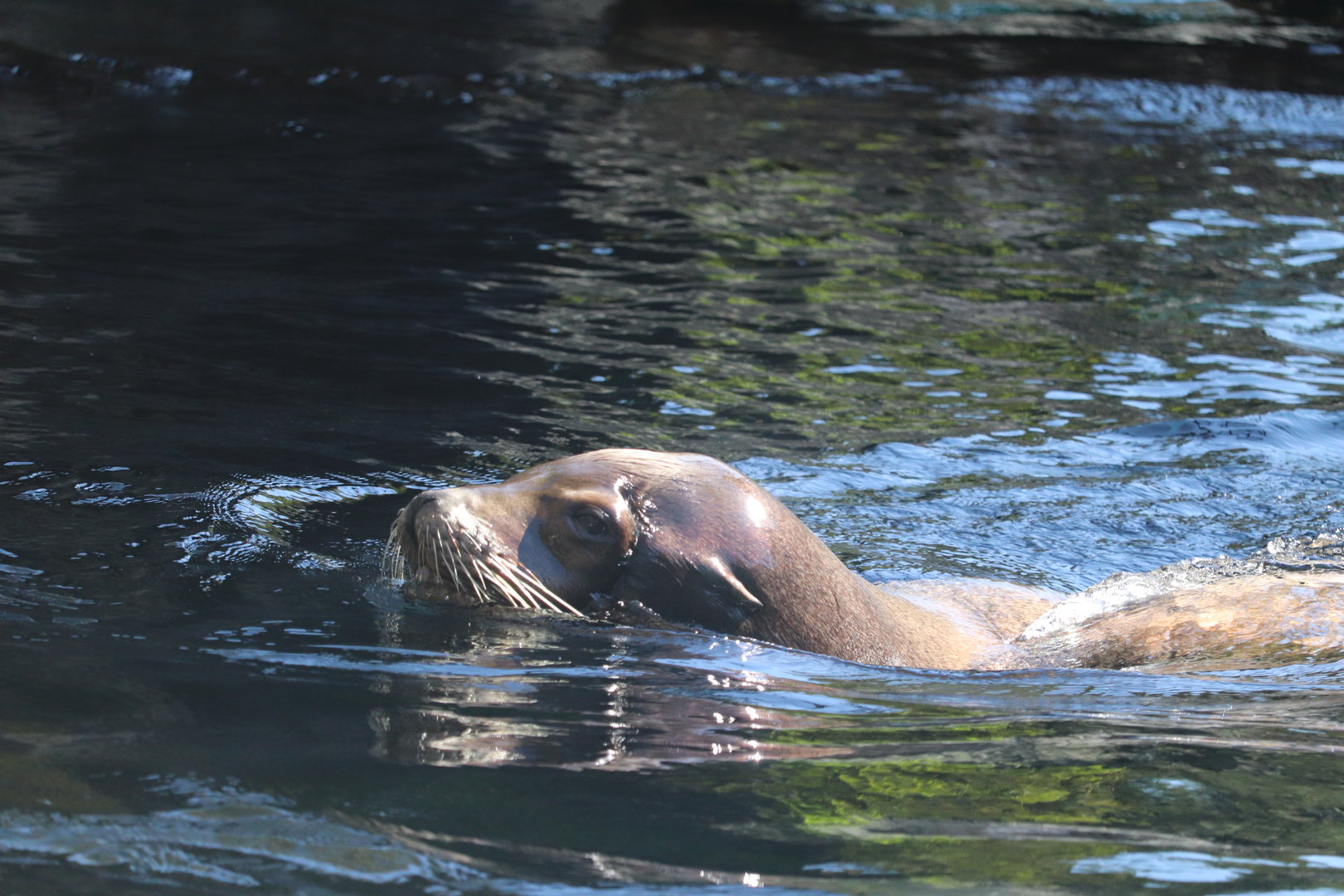 Owen Sea Lion Shores - California Sea Lion