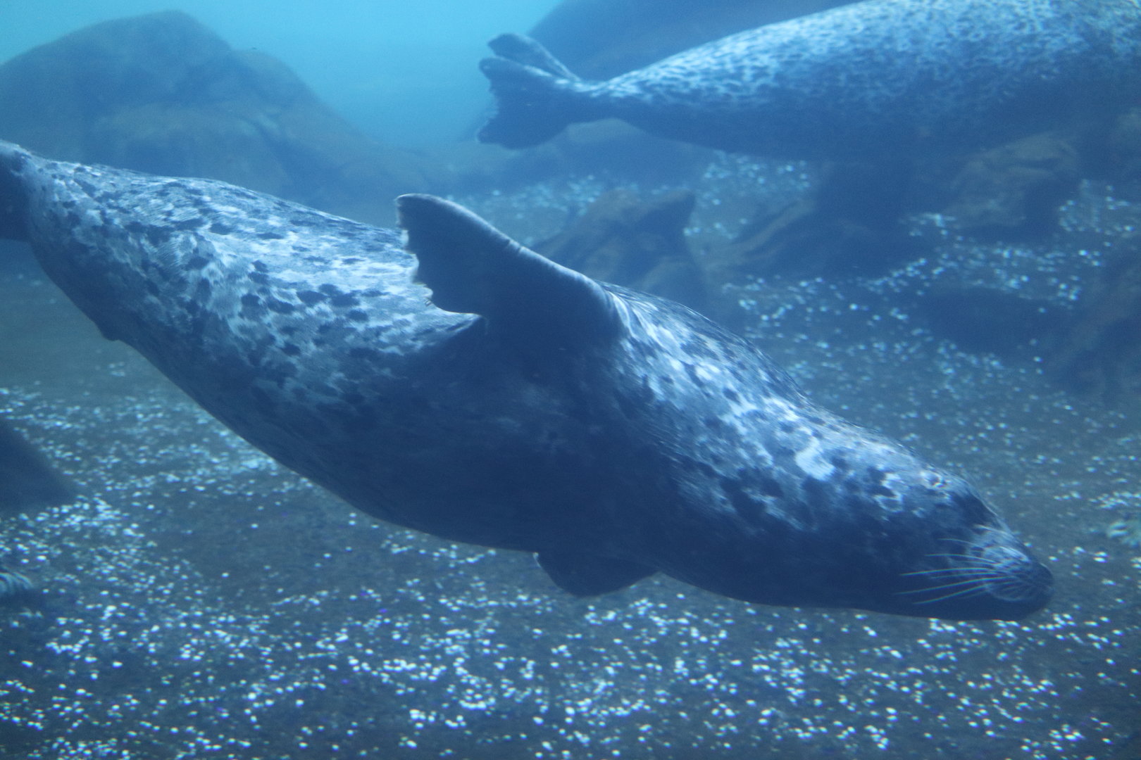 Owen Sea Lion Shores - Harbor Seal