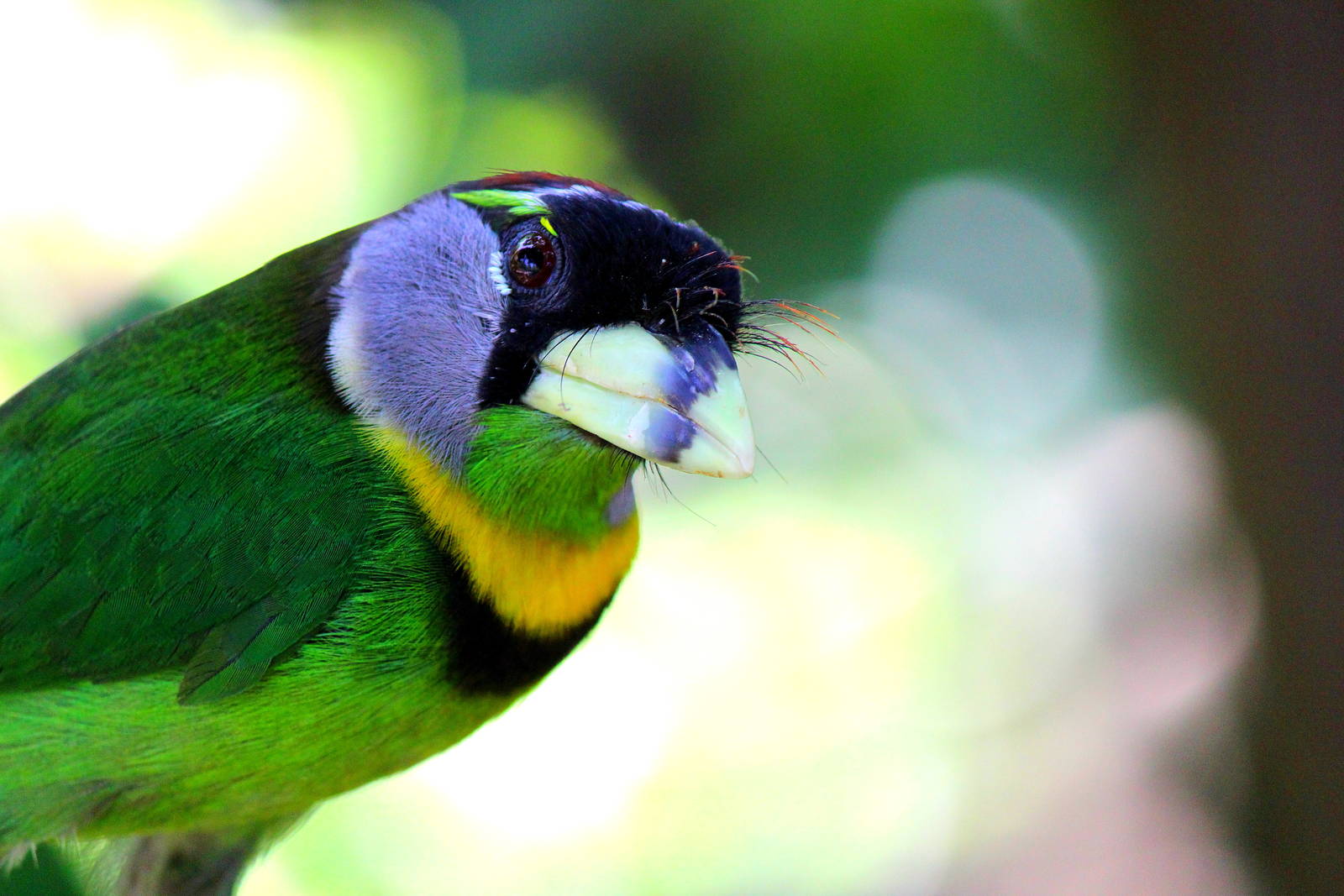Owens Aviary - Fire Tufted Barbet