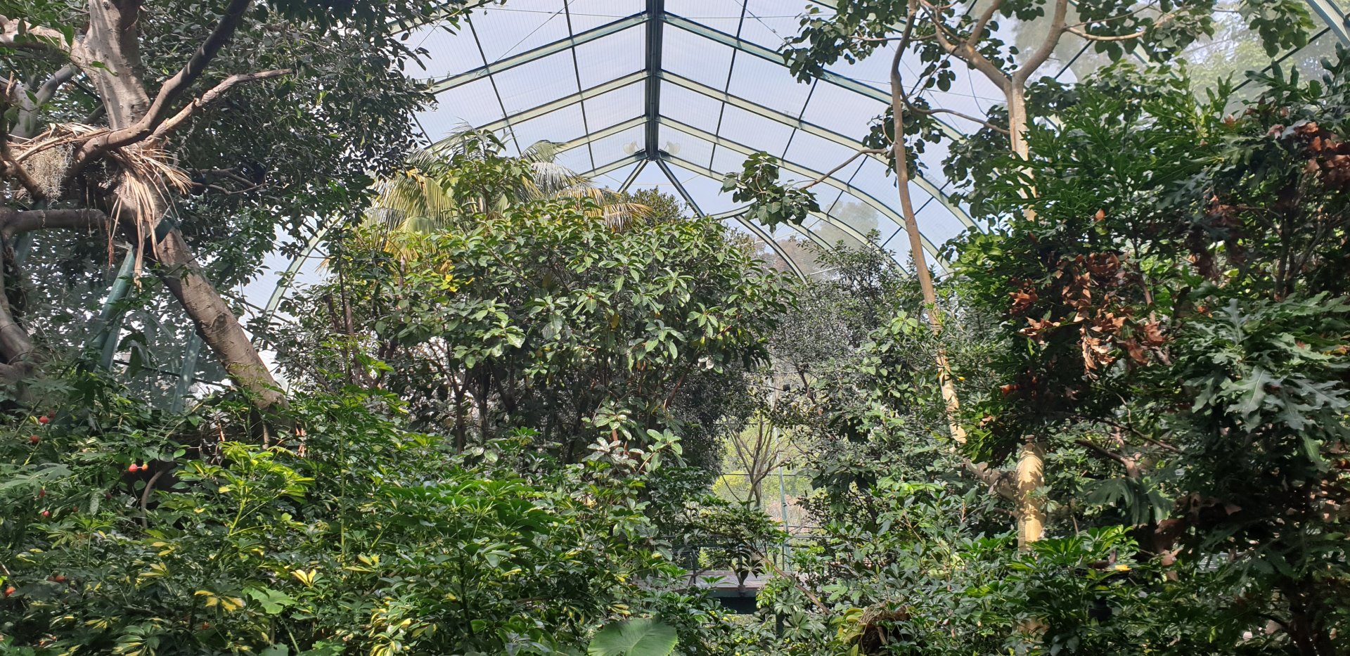 Owens Aviary, Lost Forest