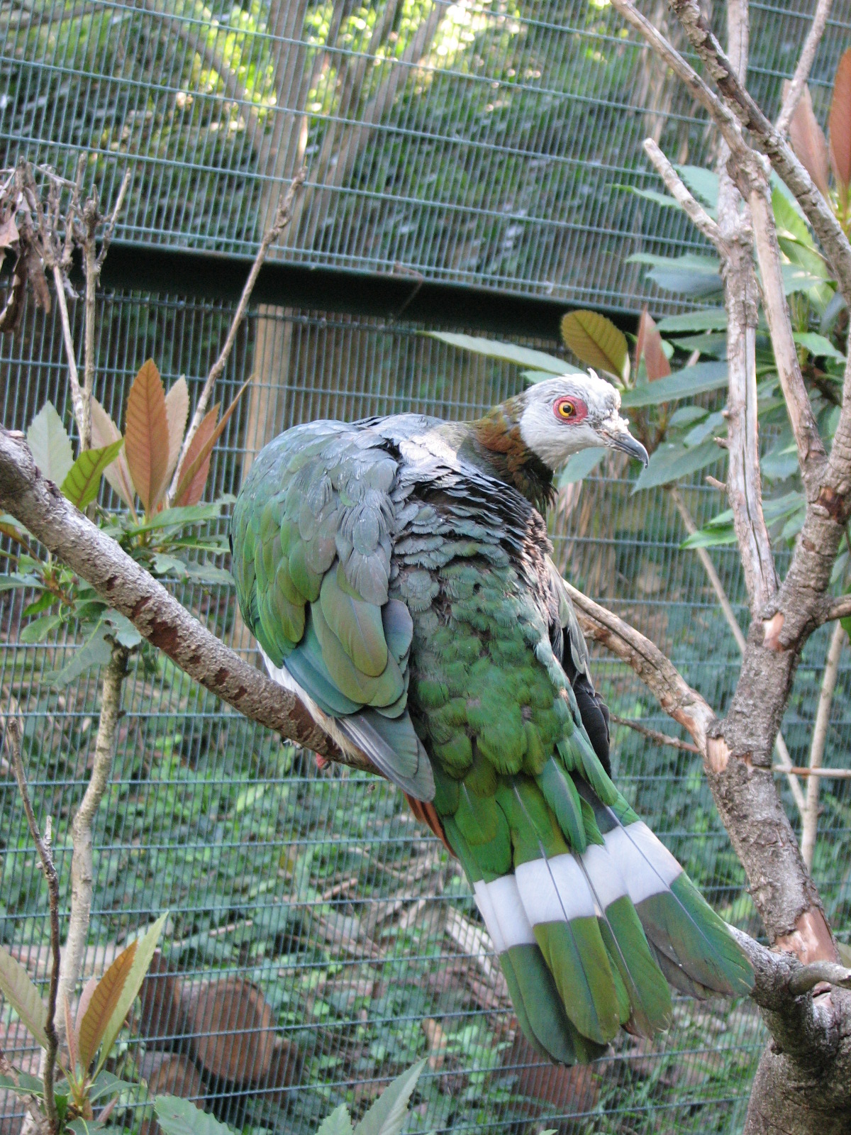 Owens Aviary