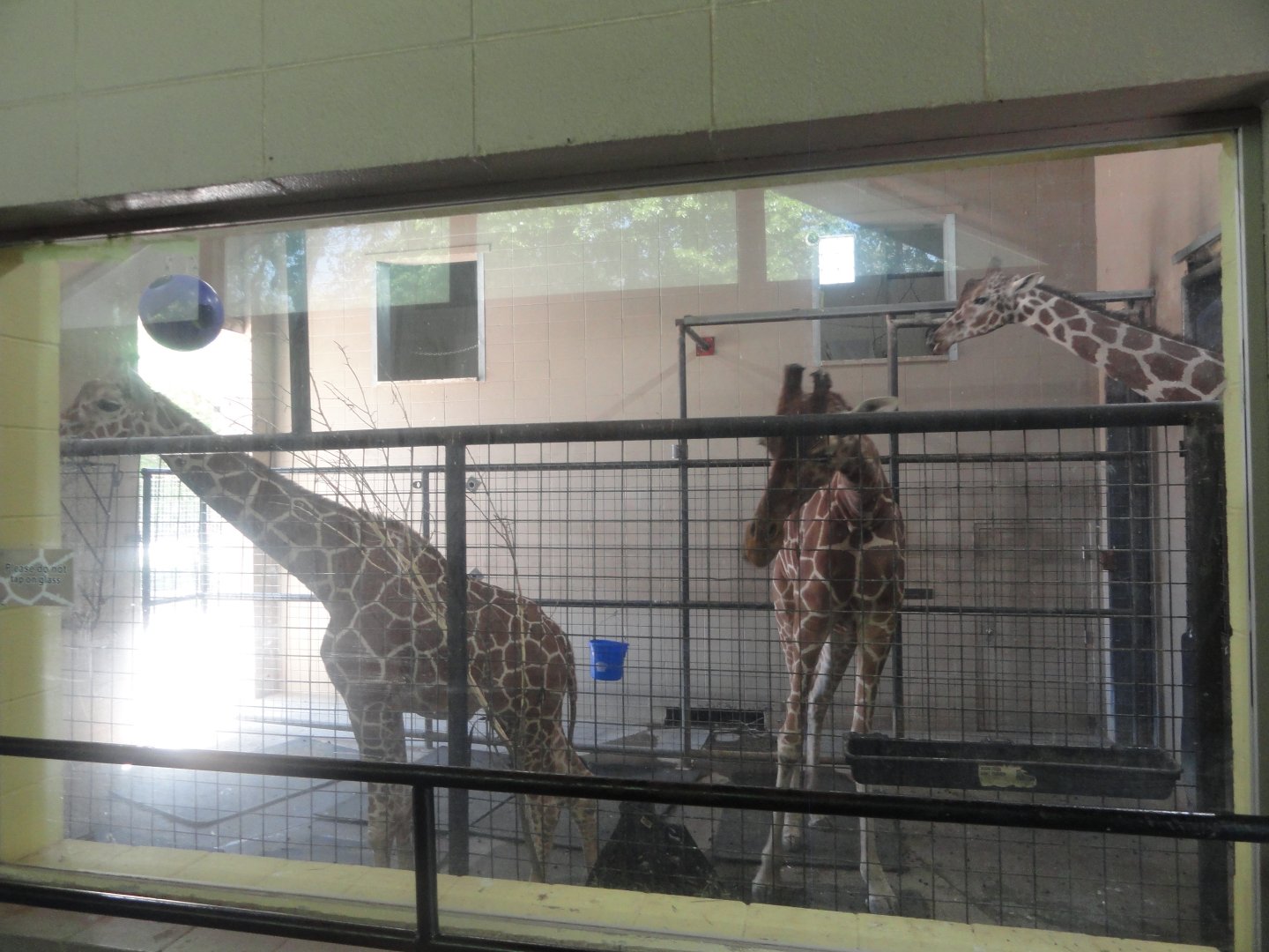 Owens Giraffe Building Interior