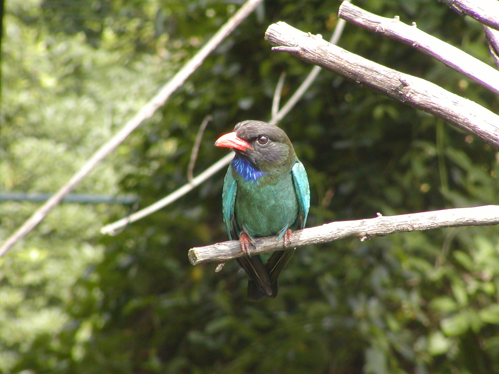 Owens Rainforest Aviary - Dollarbird