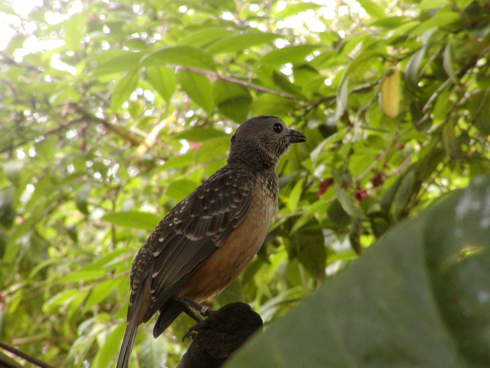 Owens Rainforest Aviary - Fawn-Breasted Bowerbird