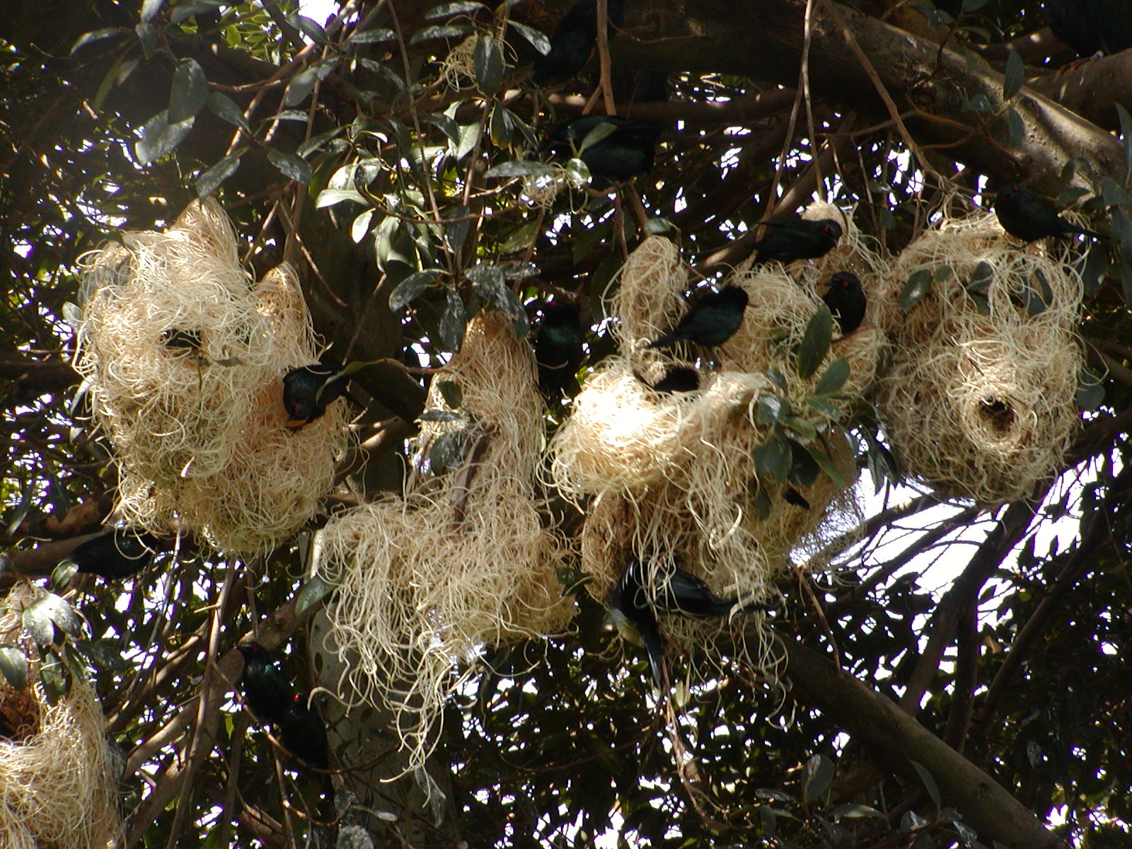 Owens Rainforest Aviary - Metallic Startling nests