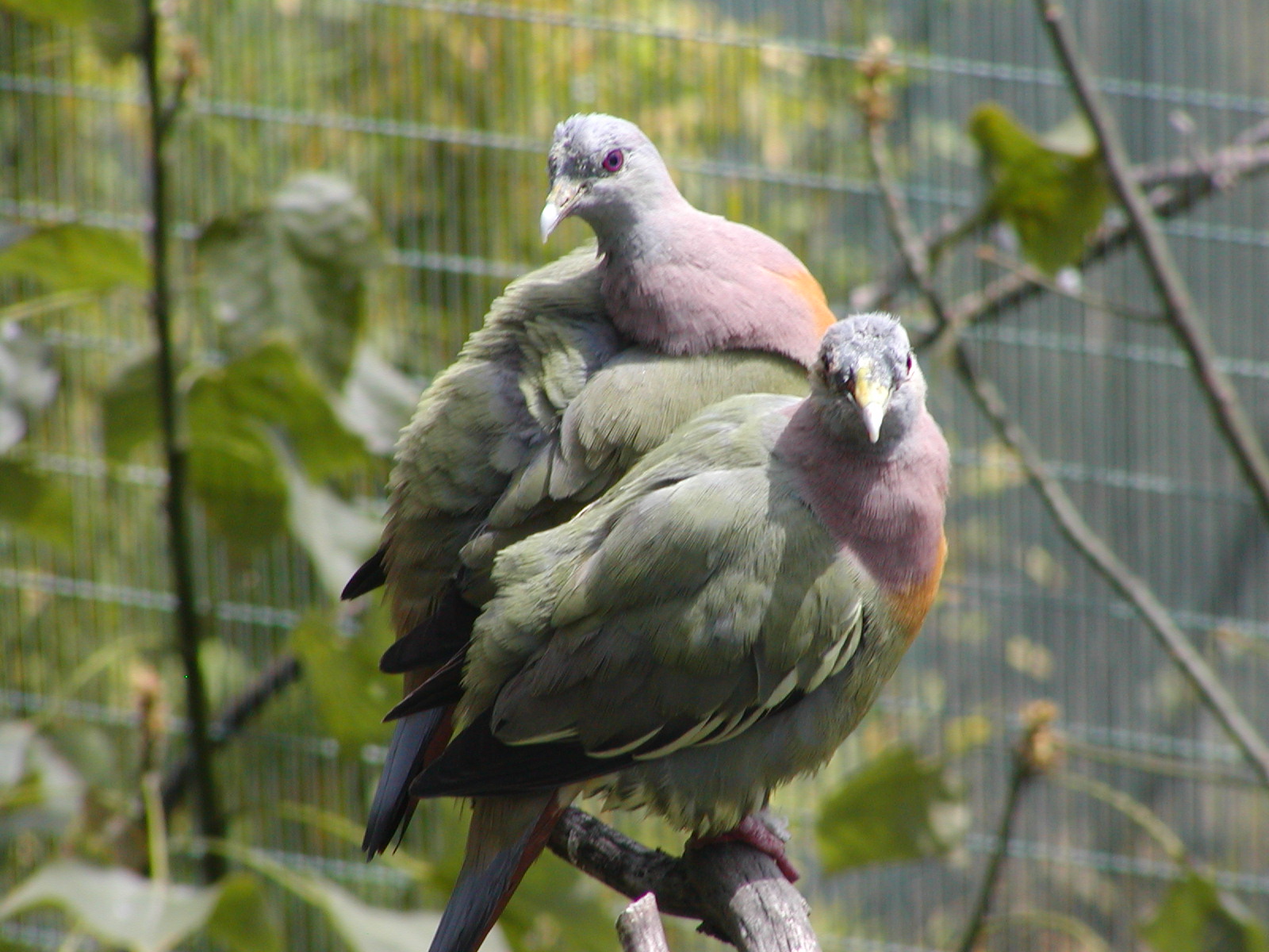 Owens Rainforest Aviary - Pink-Necked Green Pigeon