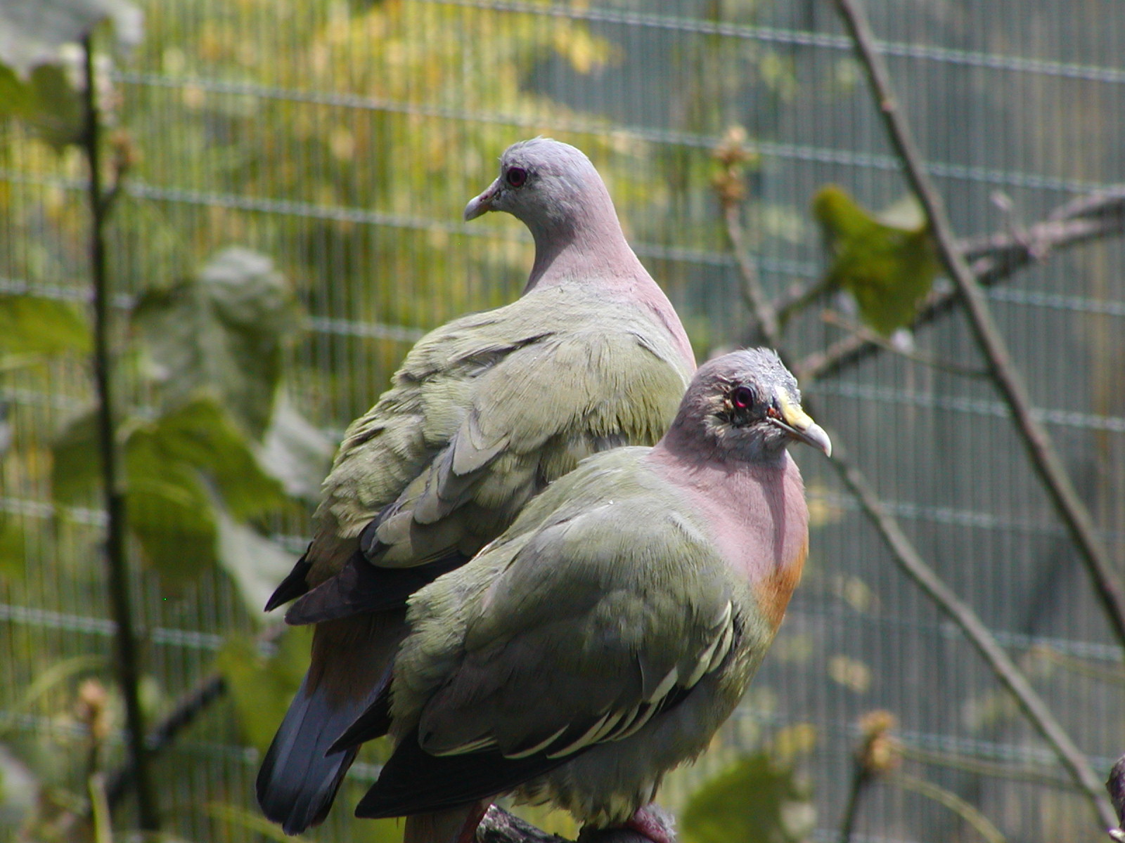 Owens Rainforest Aviary - Pink-Necked Green Pigeon