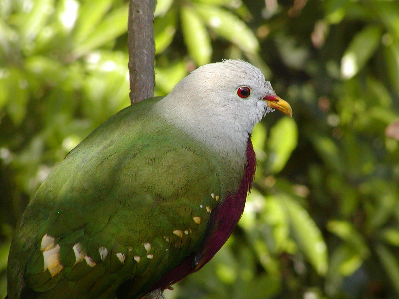 Owens Rainforest Aviary - Wompoo Fruit Dove