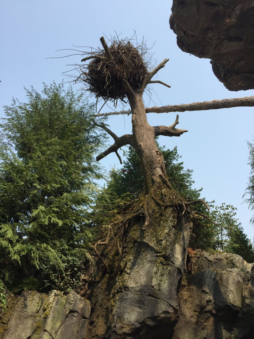 Owen's Sea Lion Shores - Bald Eagle Nest - Sept. 2020