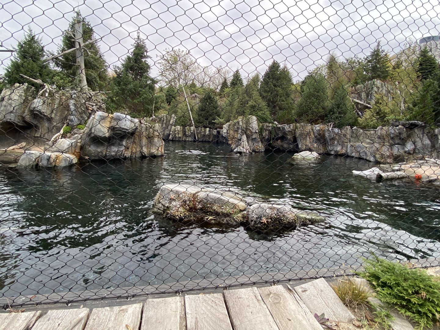 Owen’s Sea Lion Shores - California Sea Lion/Harbor Seal Exhibit