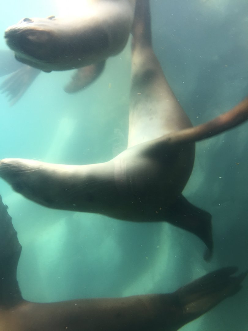 Owen's Sea Lion Shores - California Sea Lions - Sept. 2020