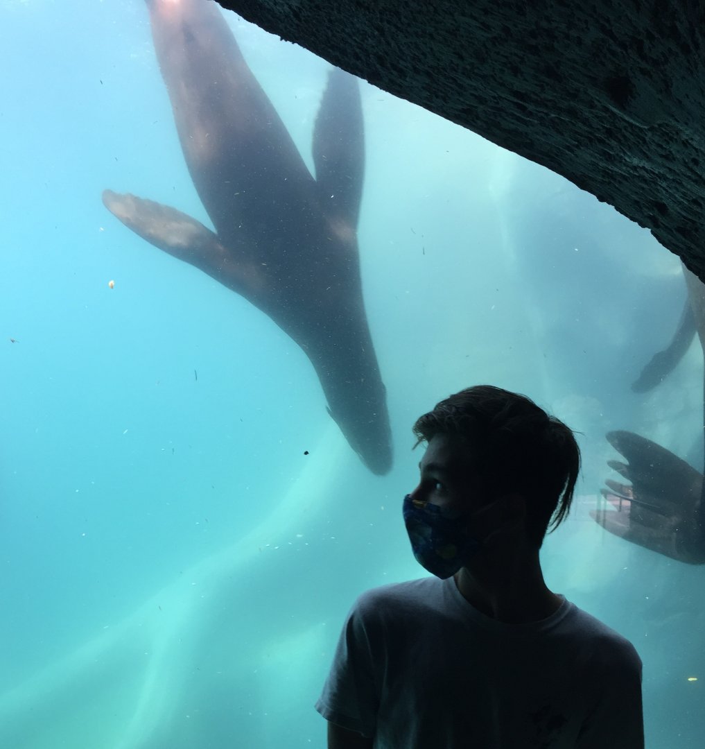 Owen's Sea Lion Shores - Me and the Sea Lions - Sept. 2020