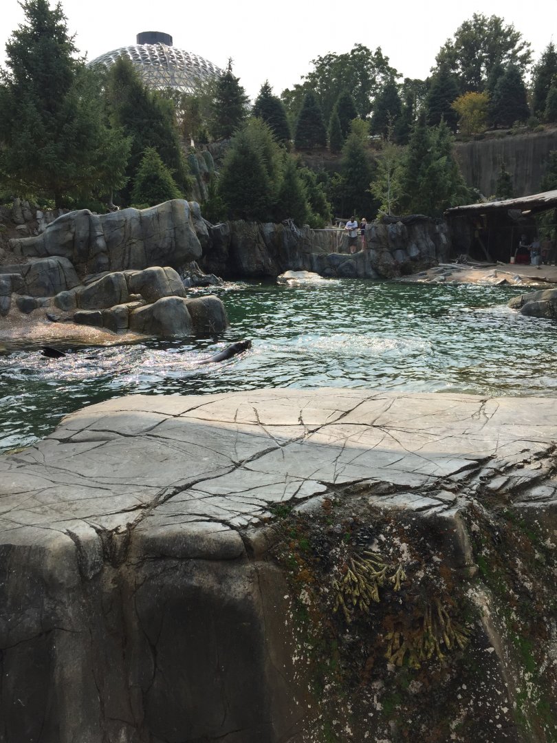 Owen's Sea Lion Shores - Sept. 2020