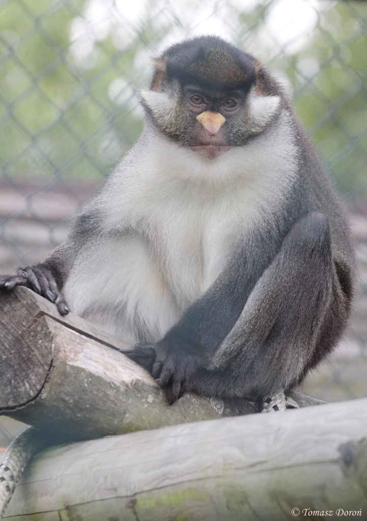 Owl and Monkey Haven, Newport, Isle of Wight, Red-tailed Guenon (Cercopithe