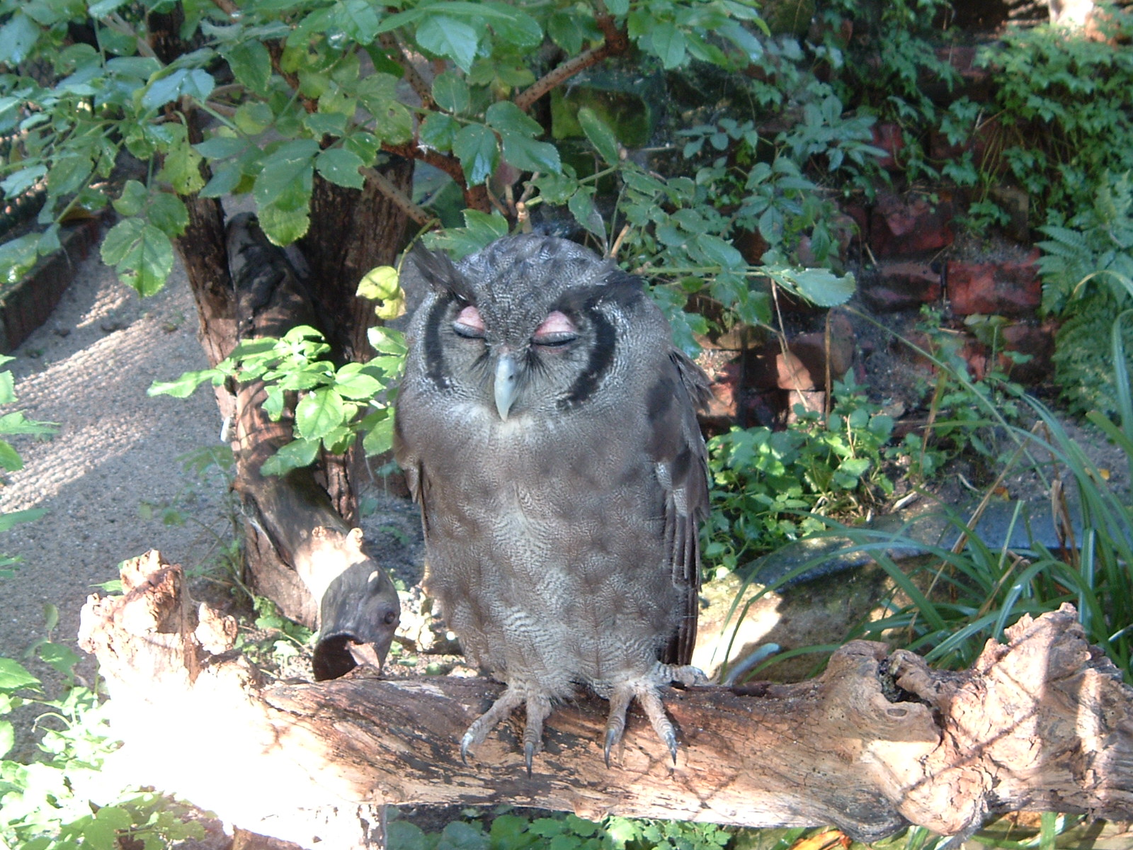 owl at Artis Zoo, Jan 2006