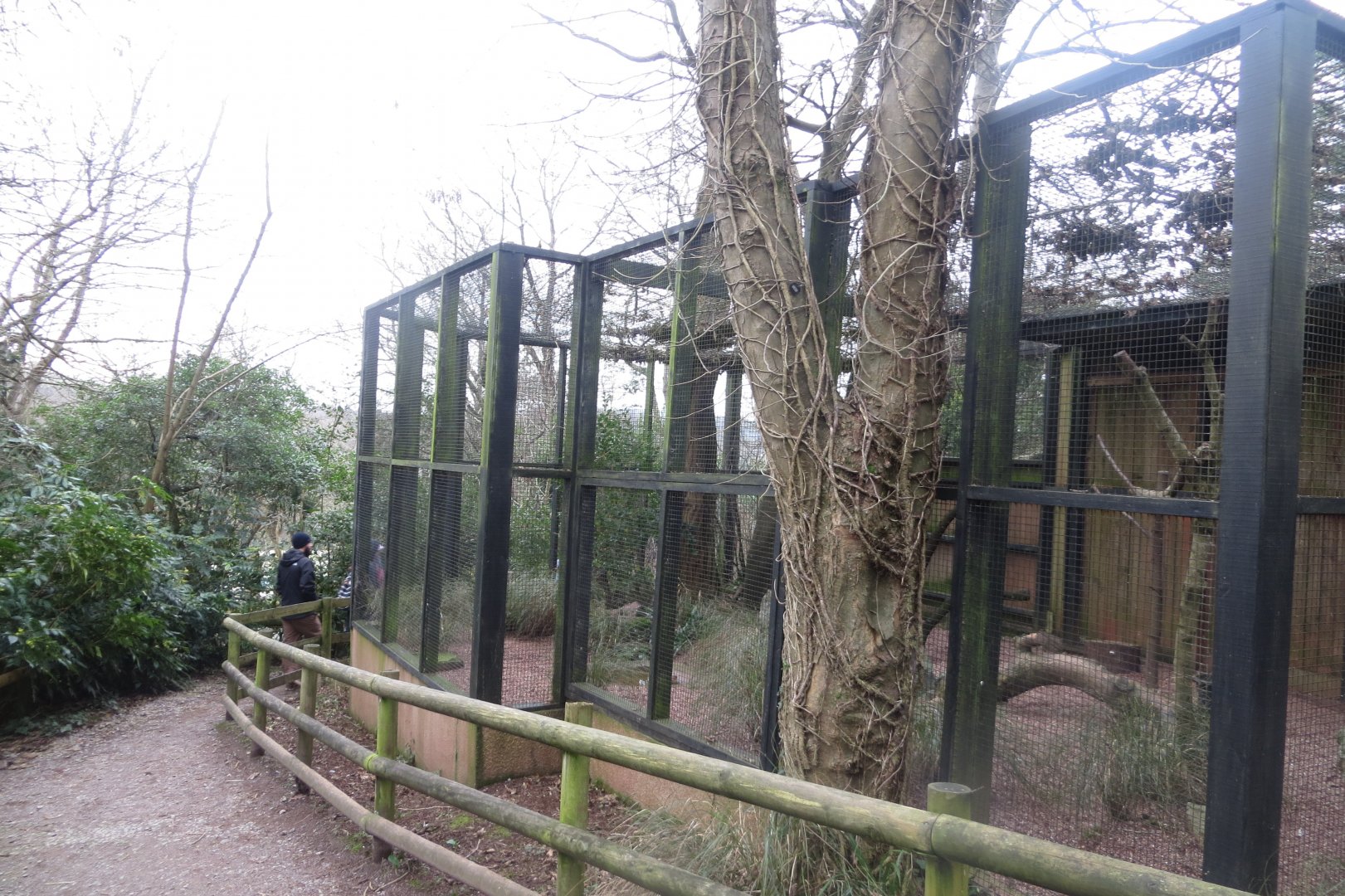 Owl aviaries 050119