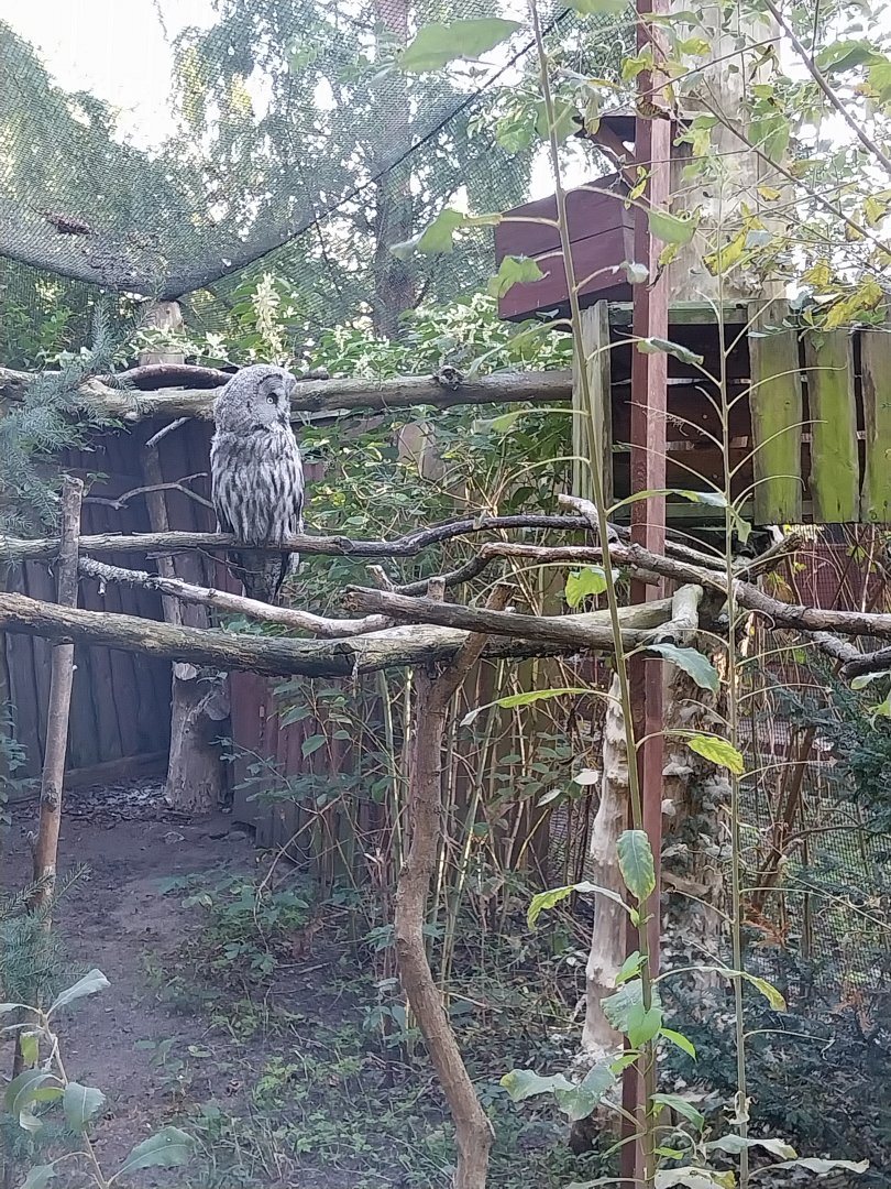 Owl aviaries - Eurasian Great Grey Owl (Strix nebulosa lapponica)