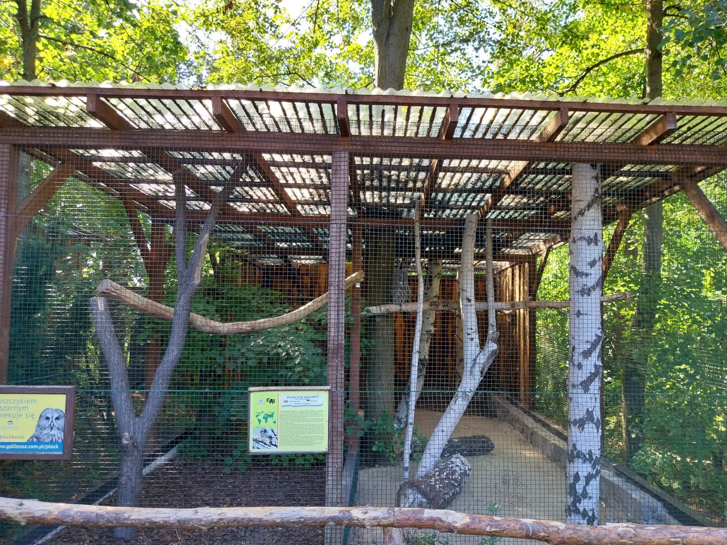 Owl aviaries - Great Grey Owl (Strix nebulosa)