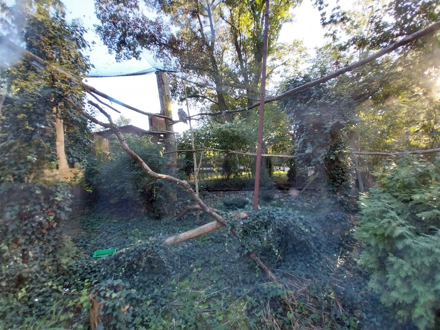 Owl aviaries - Great Horned Owl (Bubo virginianus) aviary