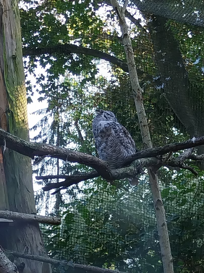 Owl aviaries - Great Horned Owl (Bubo virginianus)