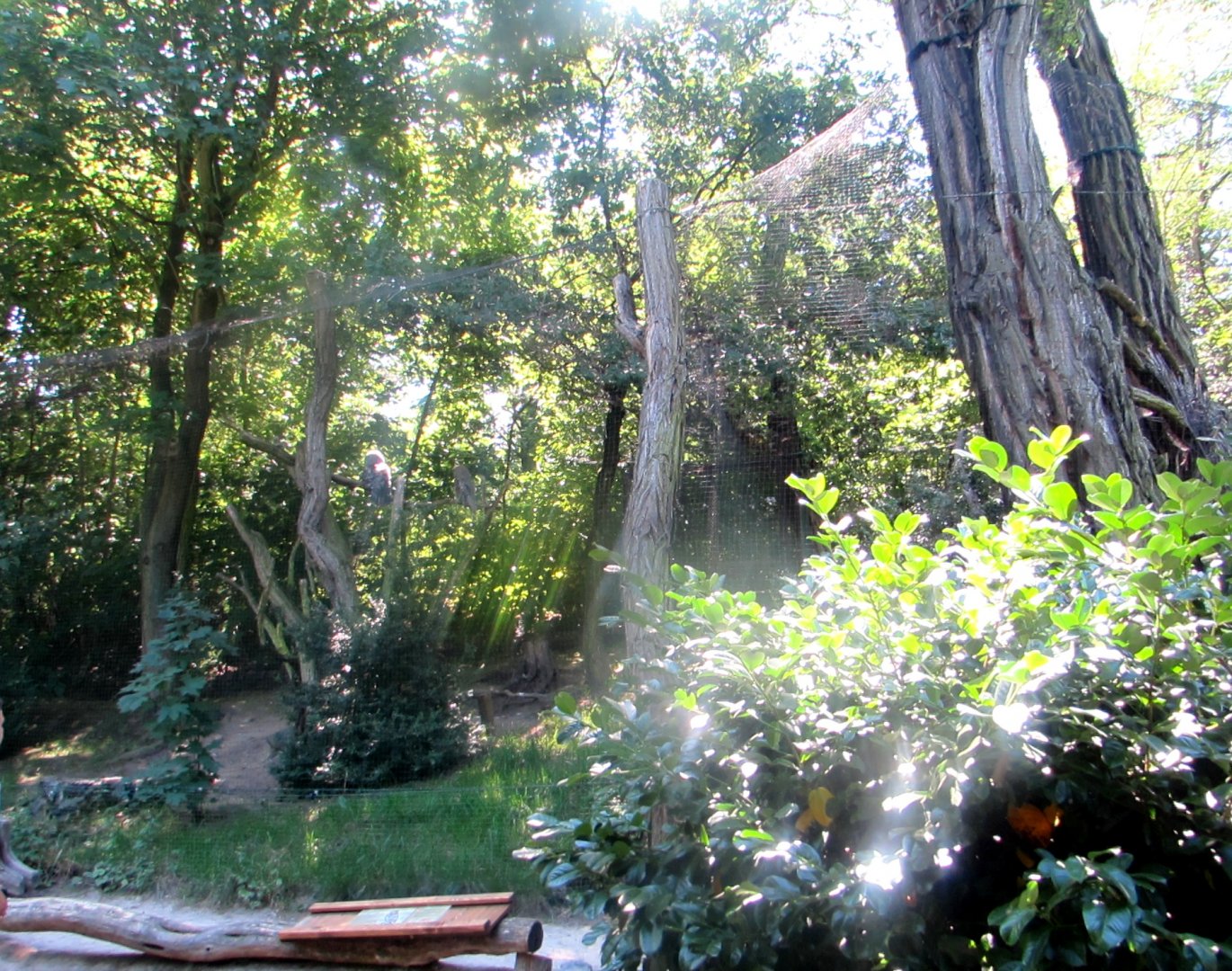 Owl aviary (2) - July/2017