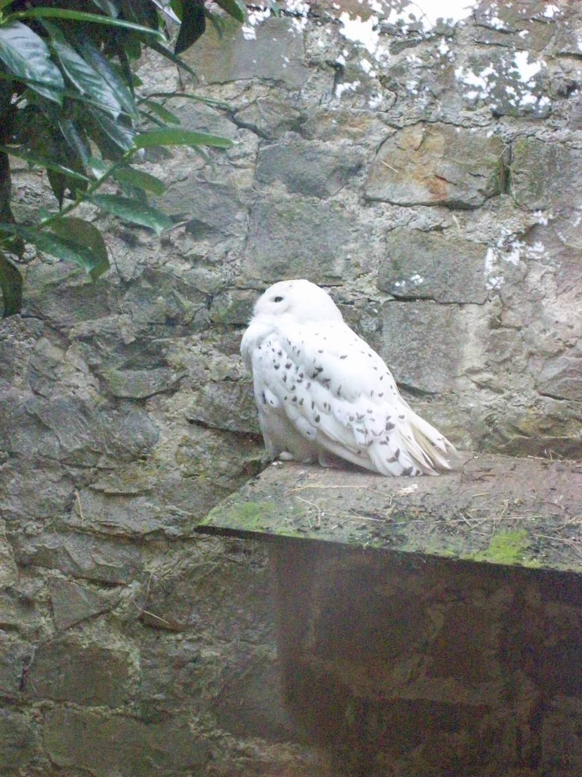 owl aviary