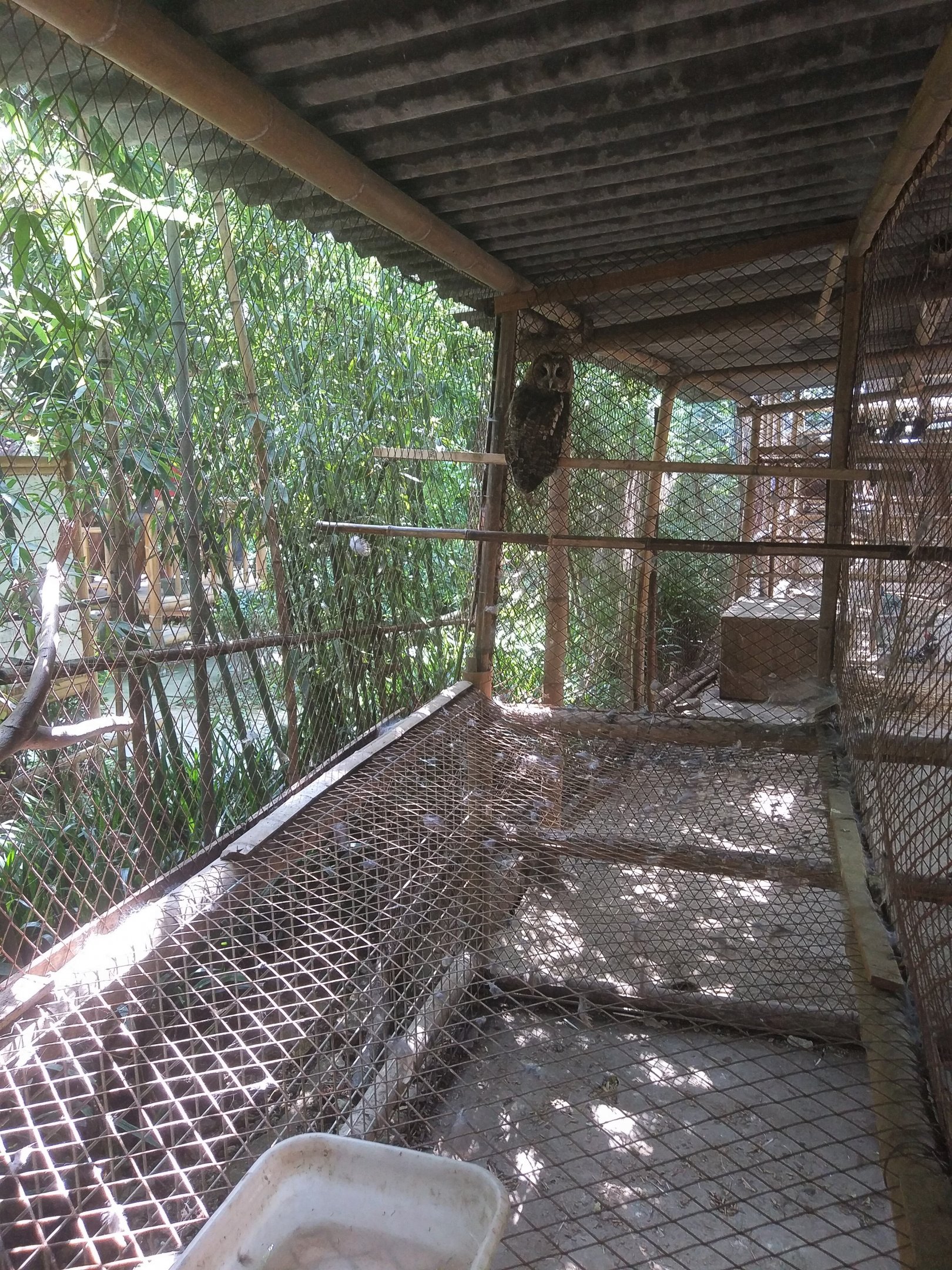 Owl Aviary