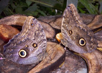 Owl butterflies (Caligo eurilochus)