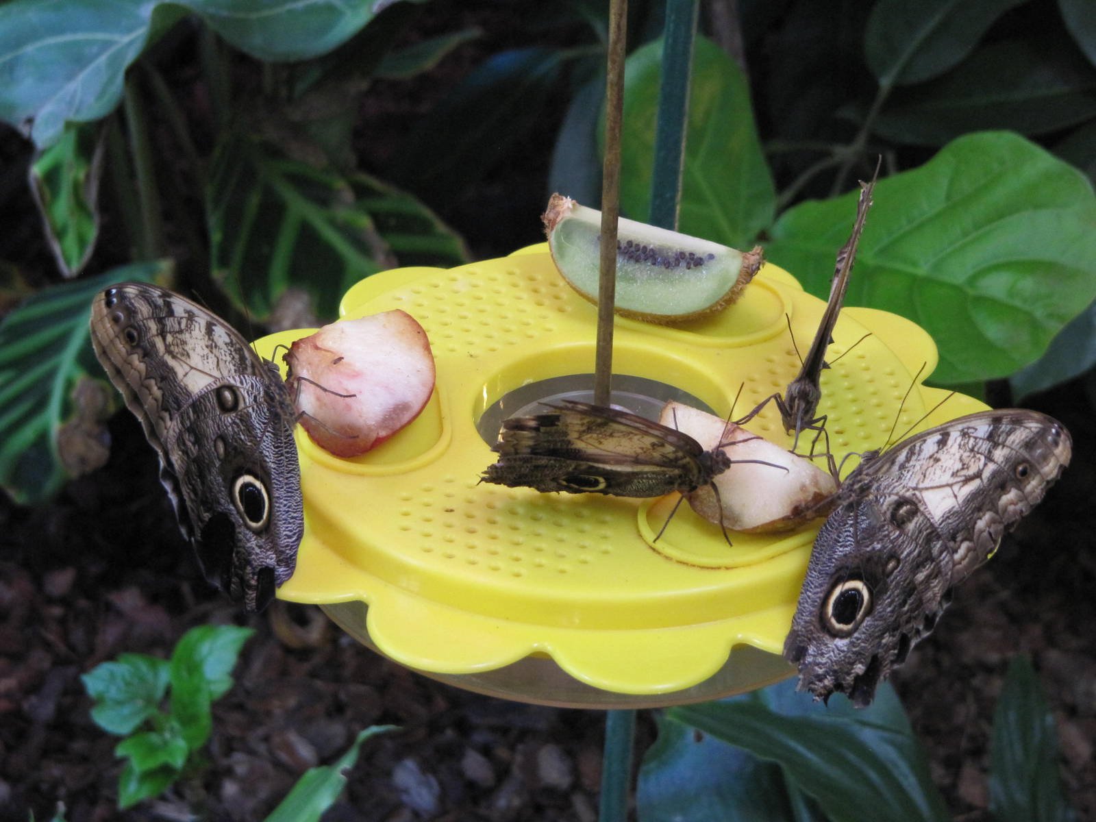Owl butterflies feeding on 06/08/2016