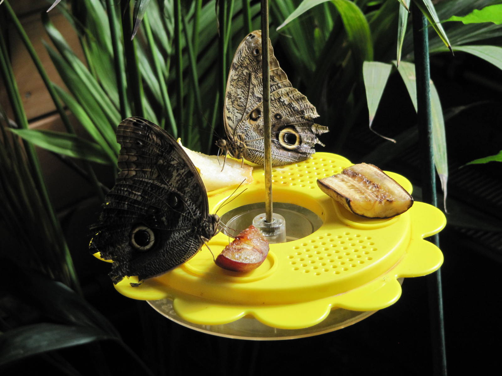 Owl Butterflies in the Butterfly Glade