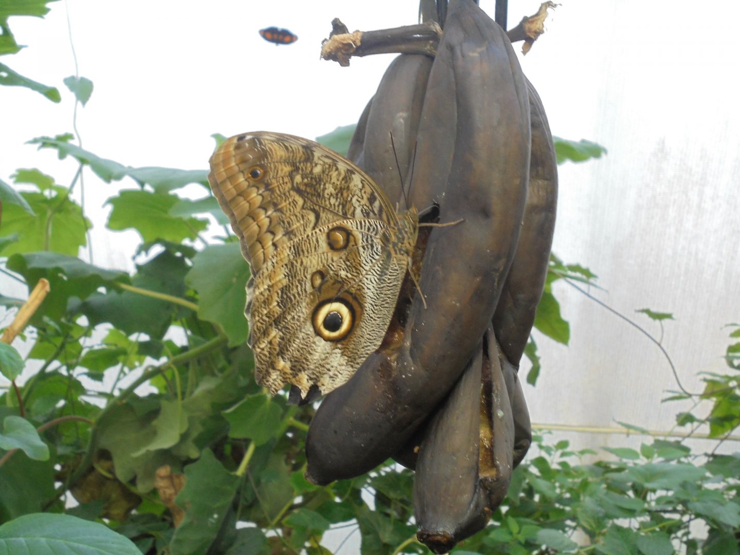 Owl Butterfly and rotting bananas.