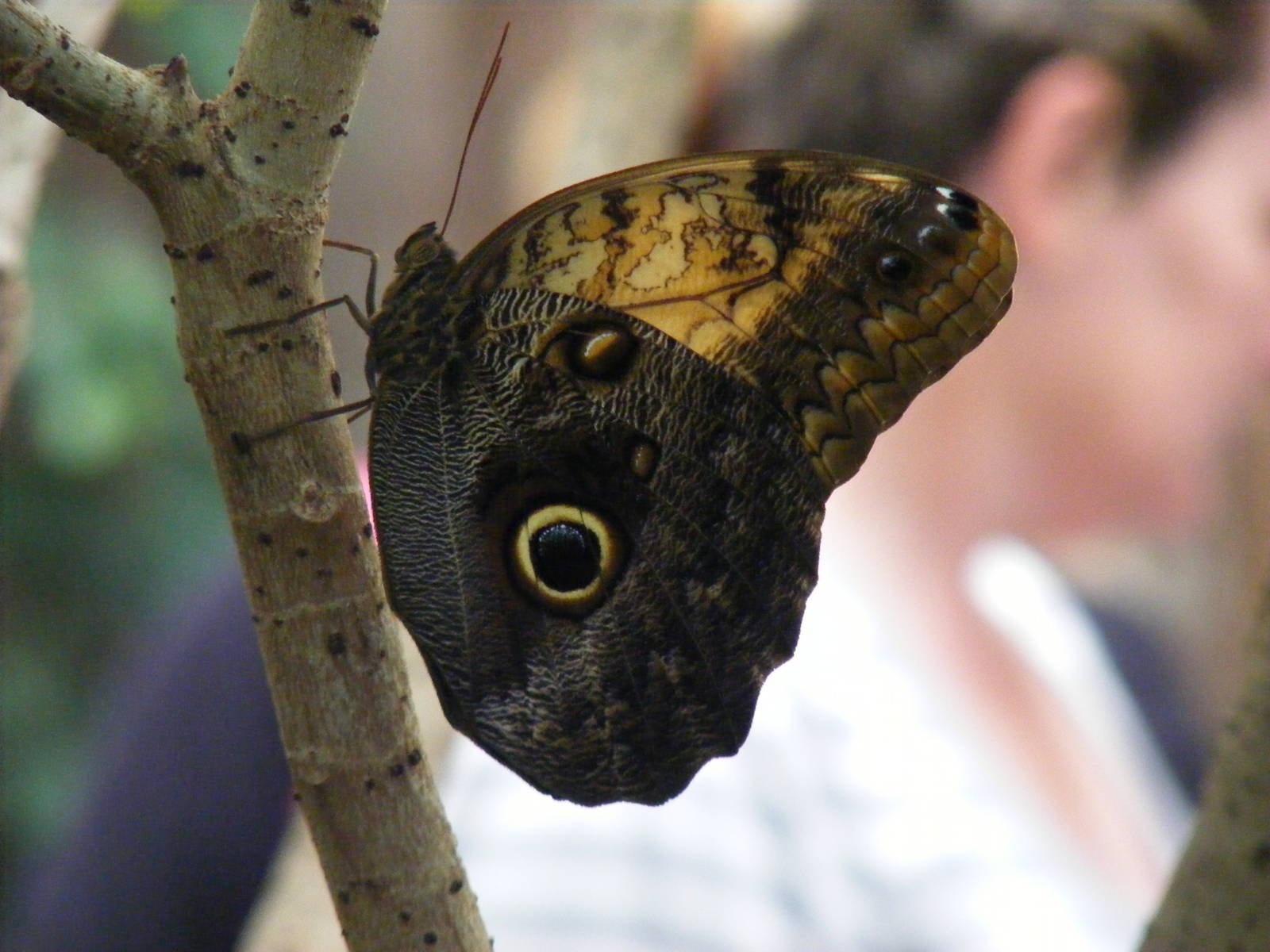 Owl butterfly at Bristol Zoo, 1 August 2010