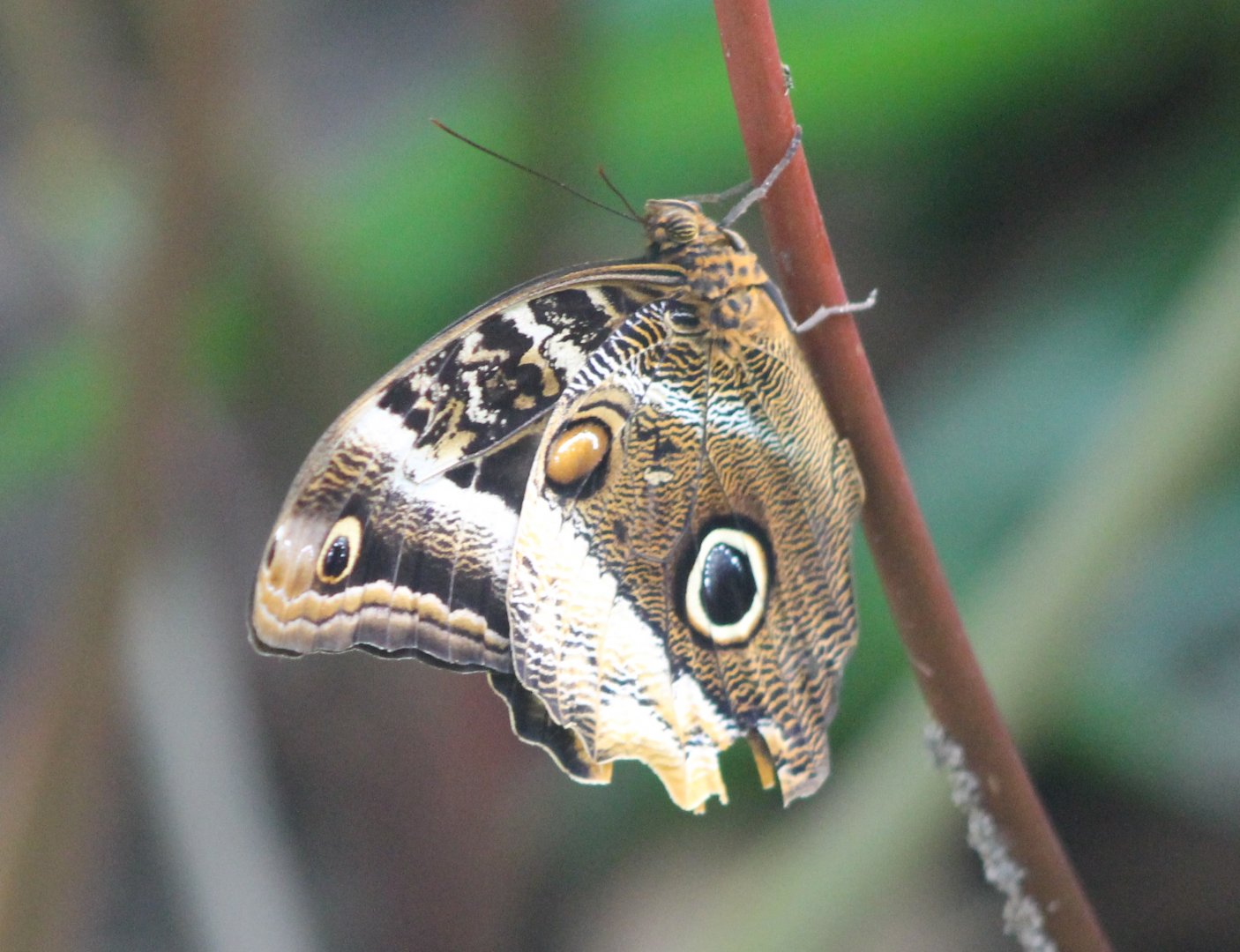 Owl butterfly - Caligo sp.