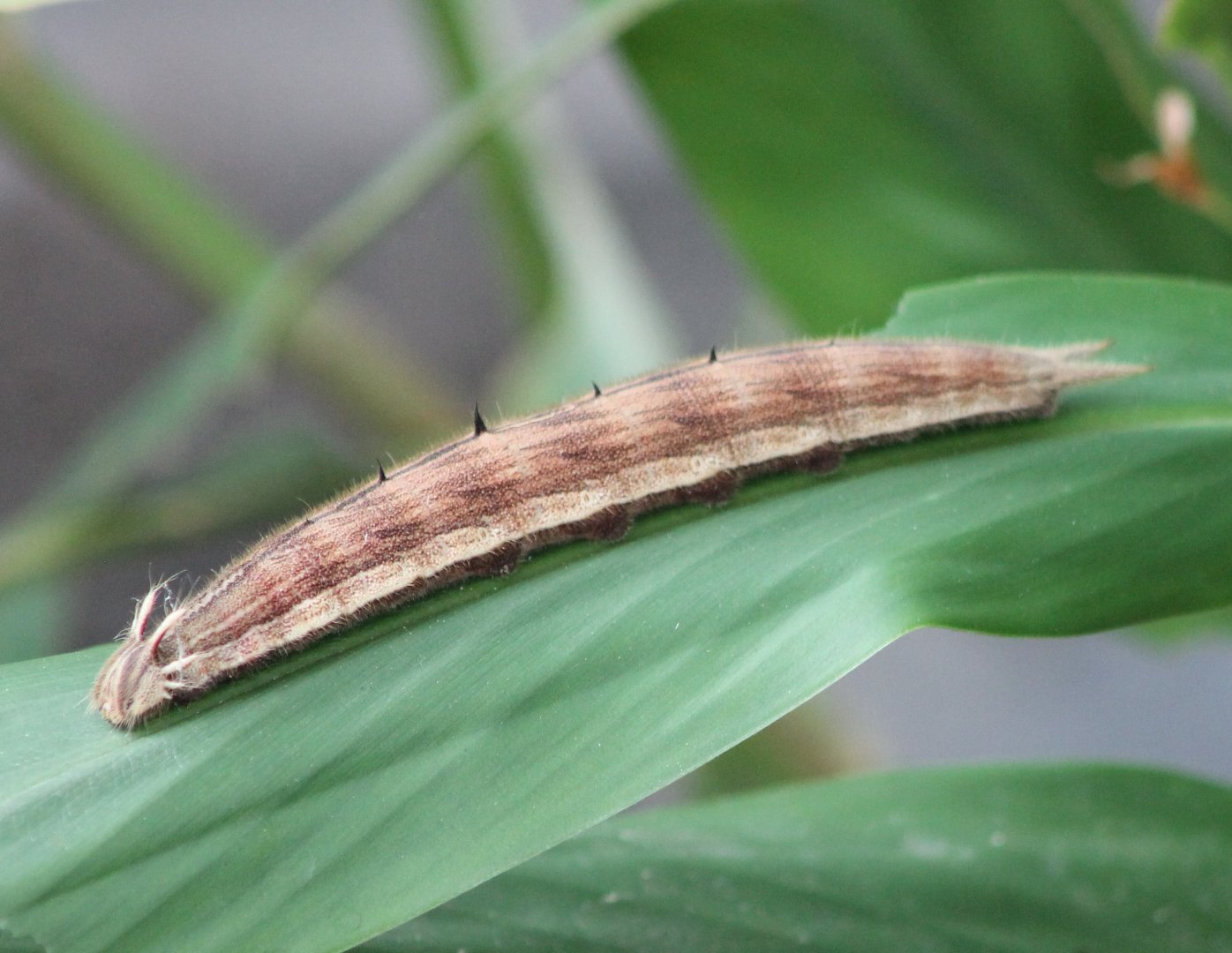 Owl Butterfly Caterpillar