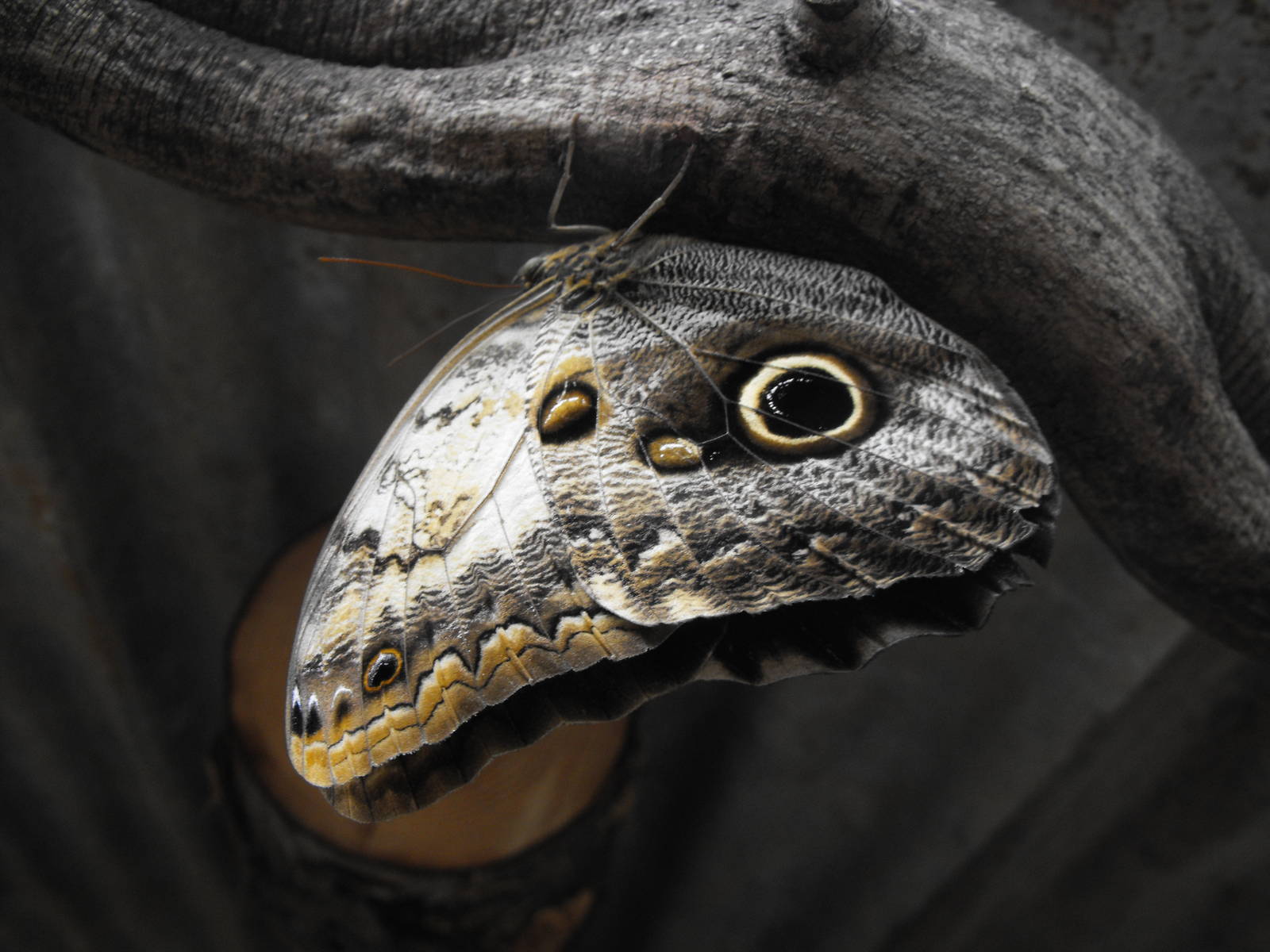 Owl Butterfly Closeup