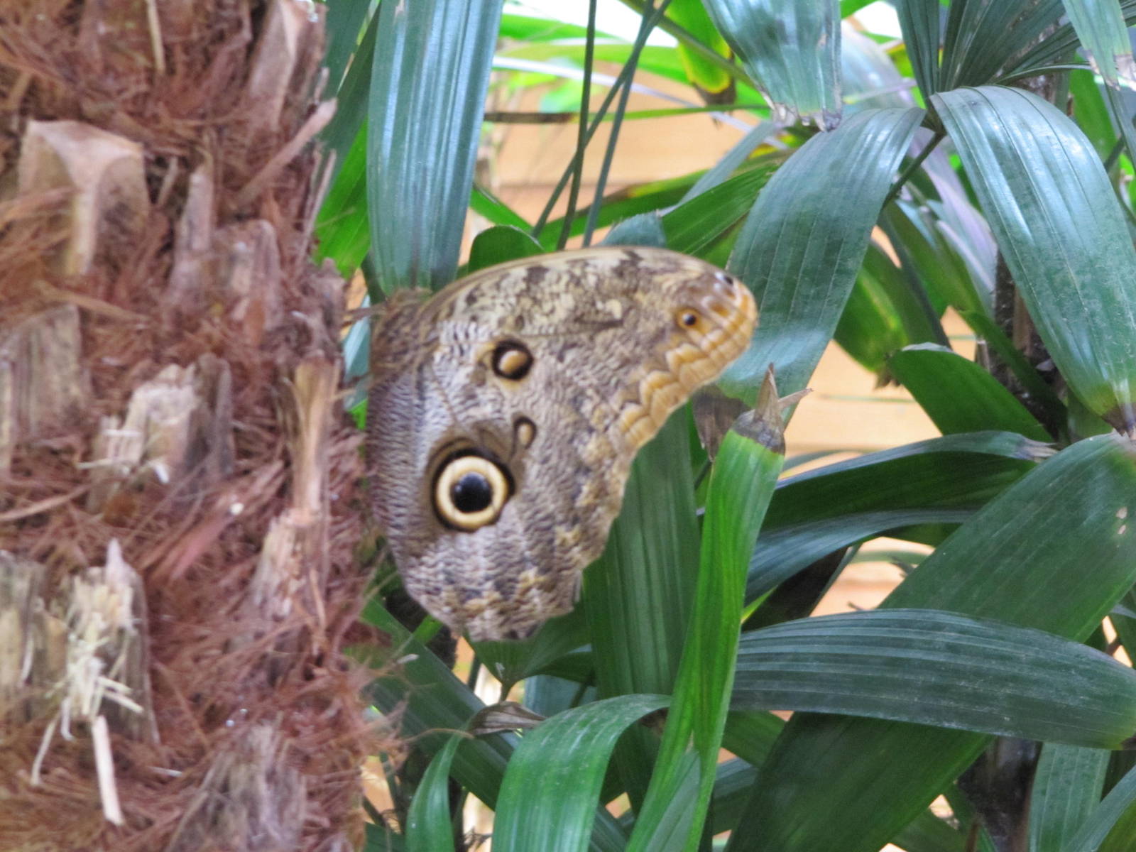 Owl Butterfly in Butterfly Glade