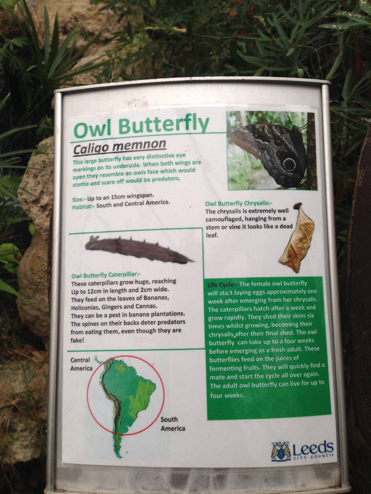 Owl Butterfly Signage at Tropical World - 02/10/2013