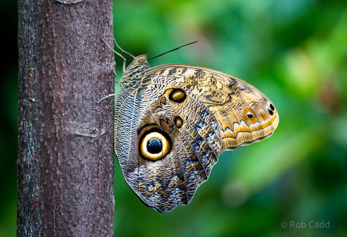 Owl butterfly : Whipsnade : 29 May 2015