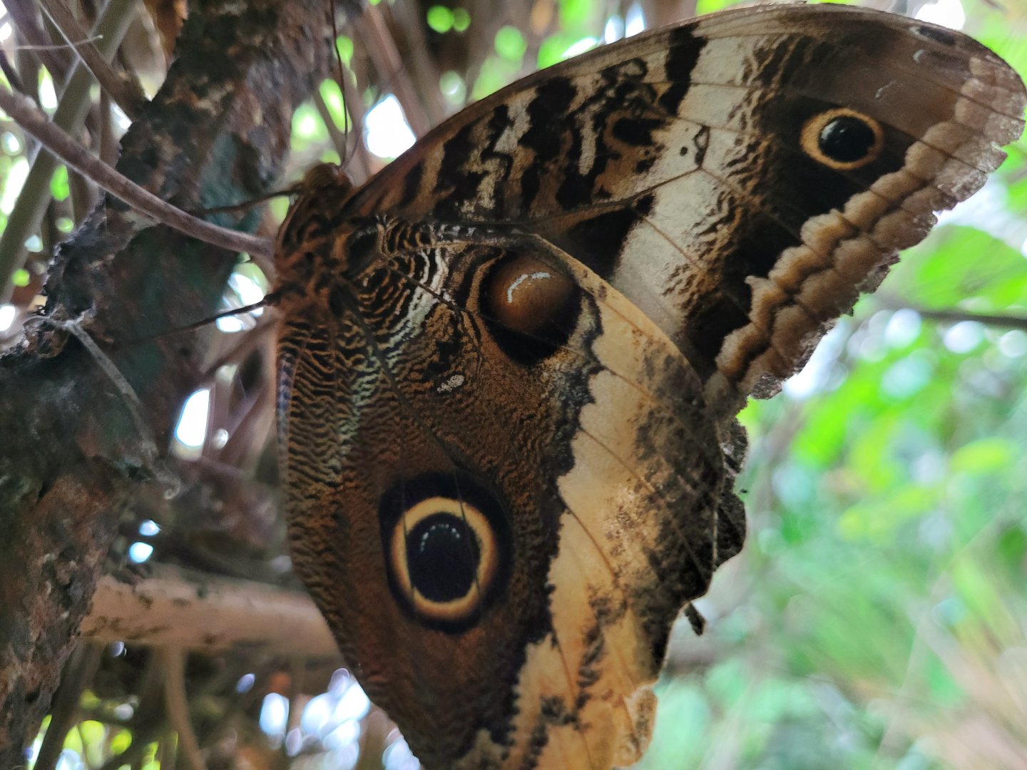 Owl butterfly -Zoo de Santillana del Mar (2023)