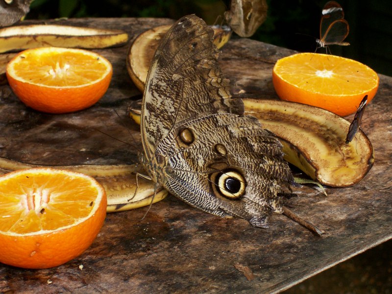owl butterfly
