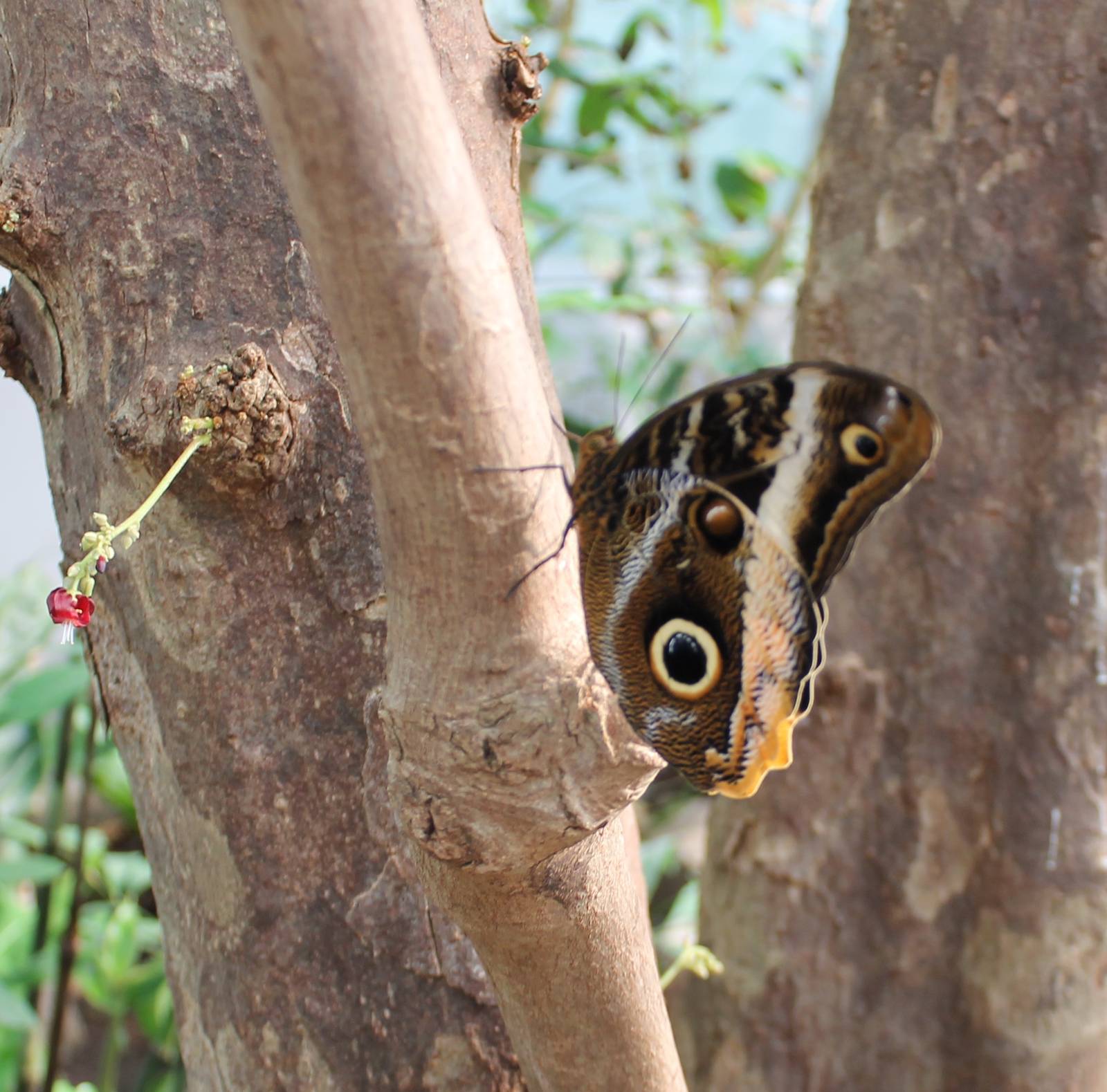 Owl butterfly