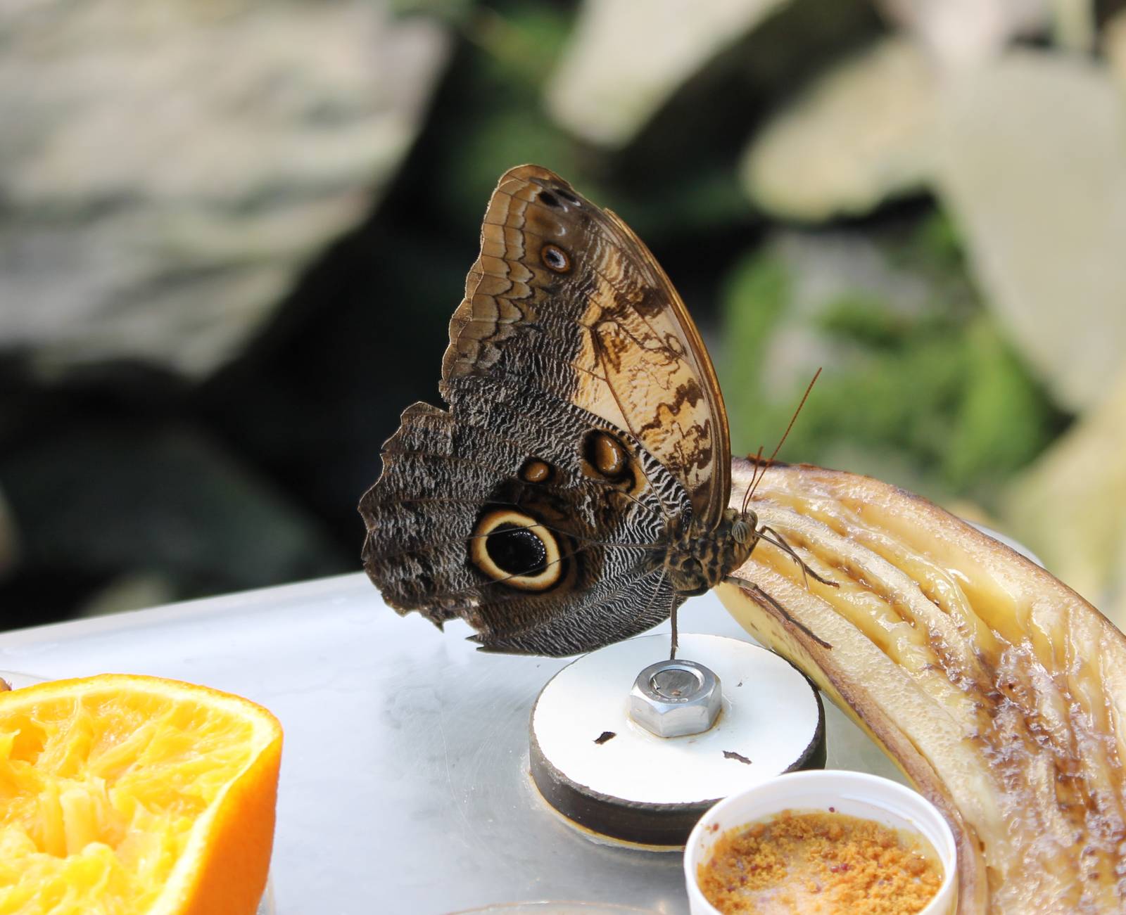 Owl butterfly