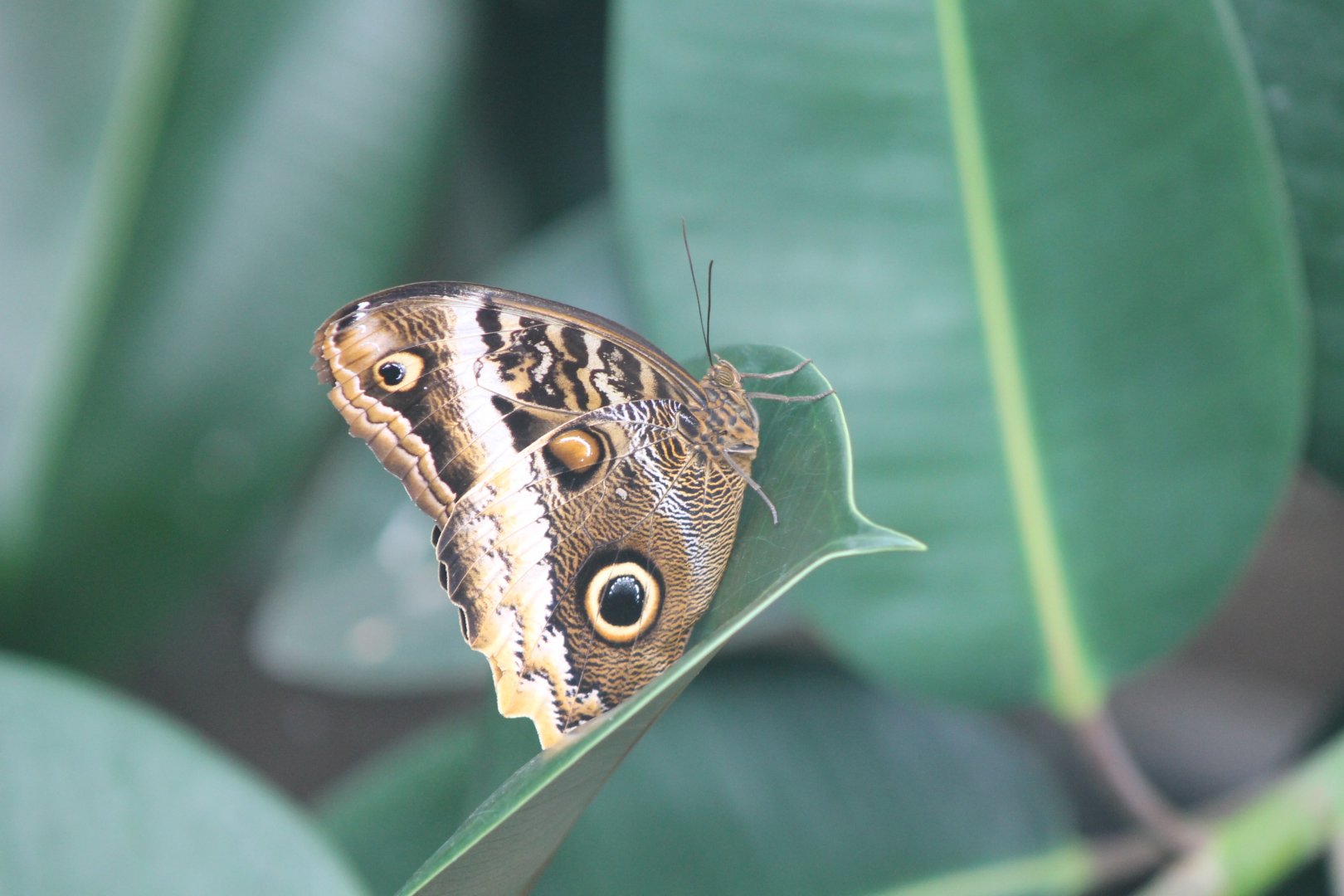 Owl Butterfly
